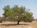 algan tree